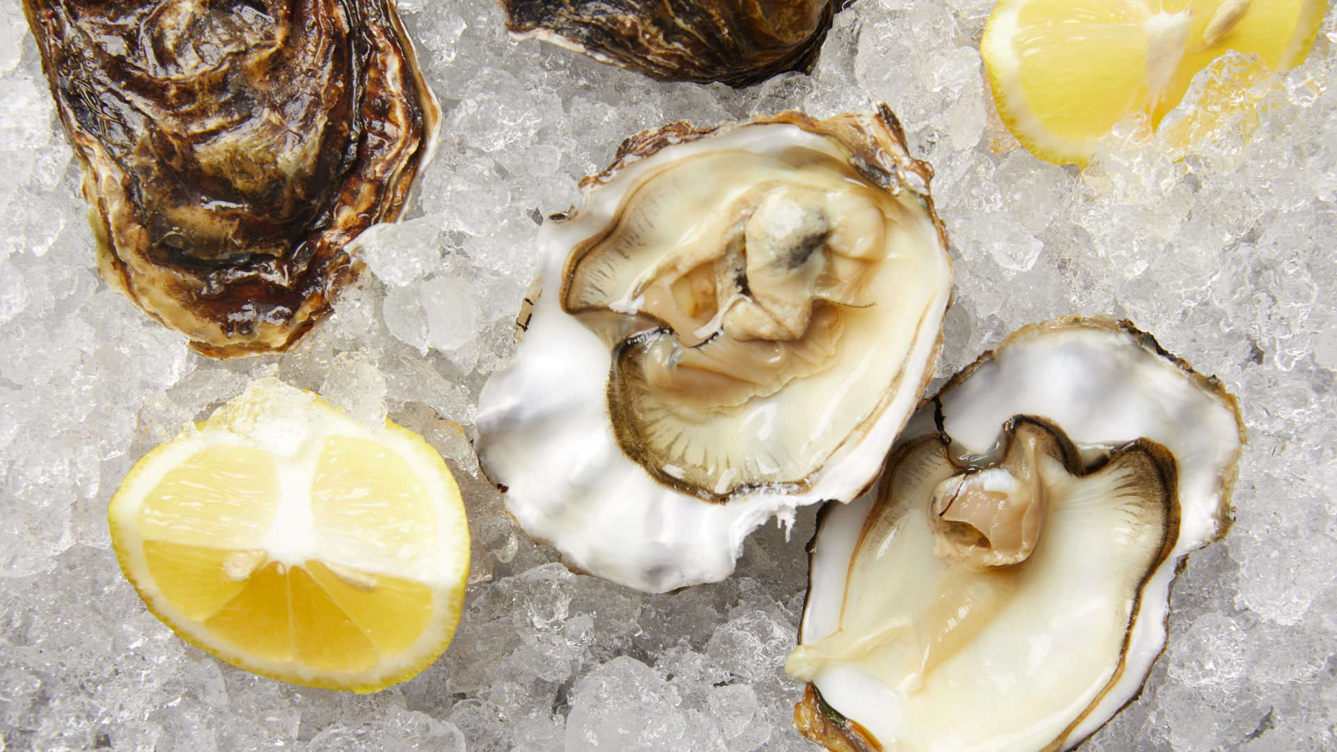 croatian oyster