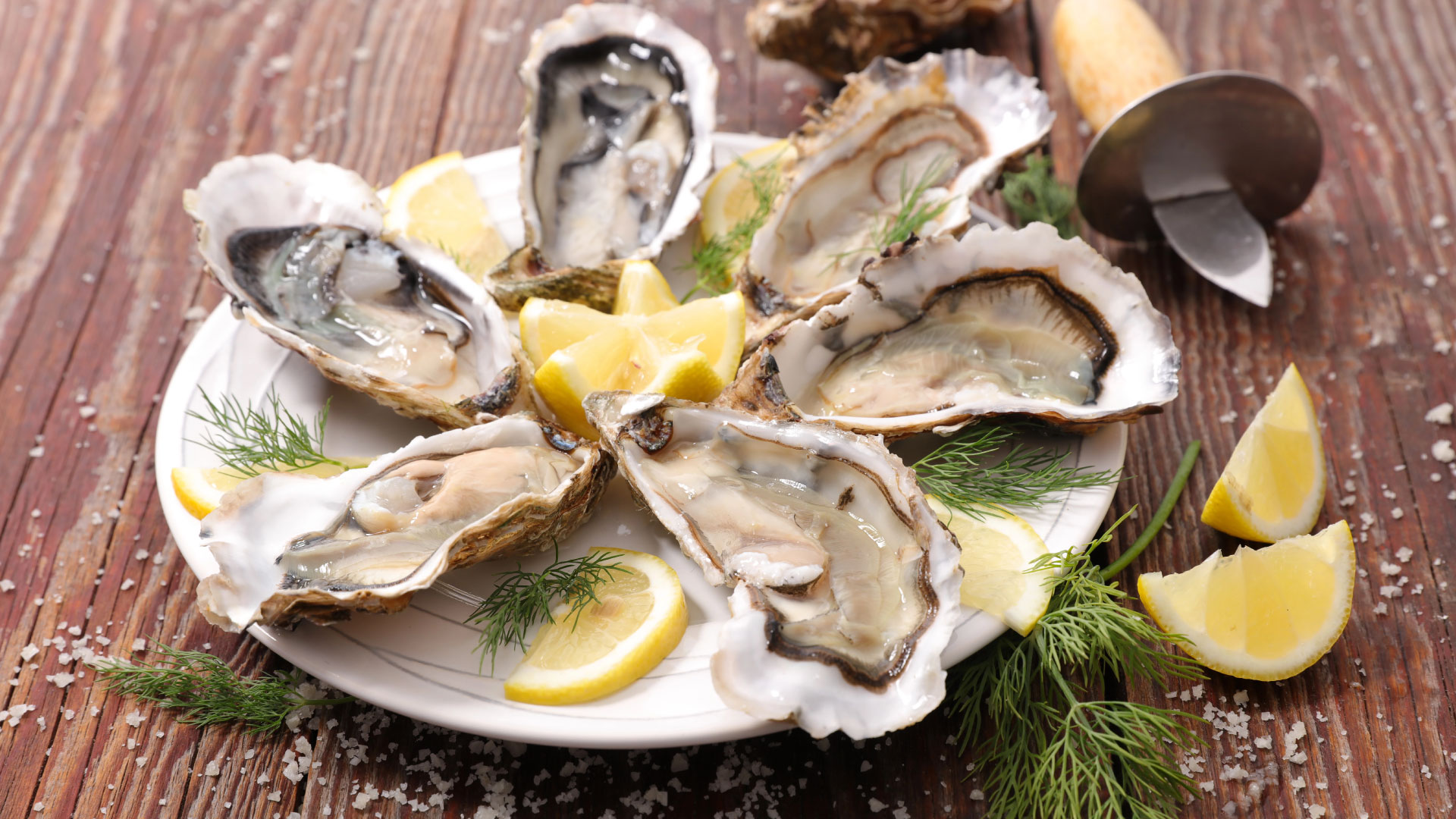 oyster in croatia